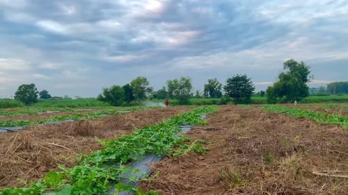 Rows of Plants Growing on a Rural Farm