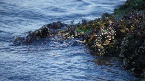 Ocean water splashes over mossy rocks full of barnacles