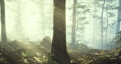 Light Filters Through a Quiet Forest Creating a Serene Landscape at Dawn