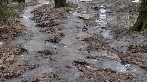 Spring flood in the forest. High water in april forest.