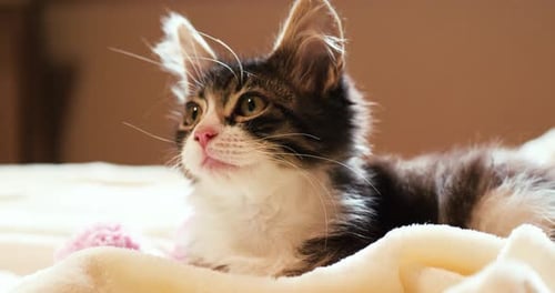 Cute Kitten Lying on Blanket Inside Home