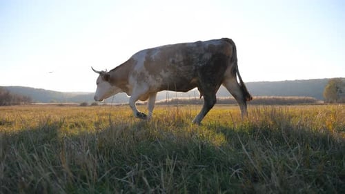 Kuh läuft durch ein großes Feld mit wunderschöner Landschaft im Hintergrund weidendes Vieh