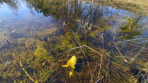Fêmea morta de sapo comum (Bufo bufo) ao lado de sua desova no fundo de um lago raso.
