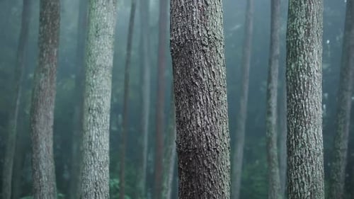 View of the forest during the rain, with misty among pine trees.