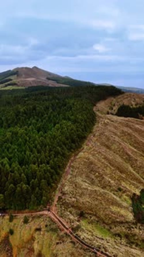 One side of the mountain is covered with lush evergreen pine tree forest and another is barren.