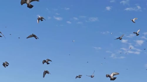 Zeitlupe eines Taubenschwarms, der gegen den blauen Himmel fliegt, Ansicht von unten nach oben