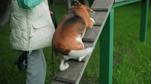 Dog Trainer Guiding Akita Dog Up Ramp with Tether Robe During Outdoor Training Session