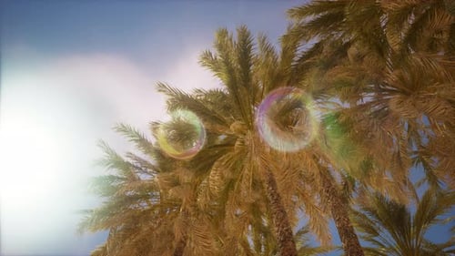 Tropical Palm Trees Swaying in Golden Sunlight