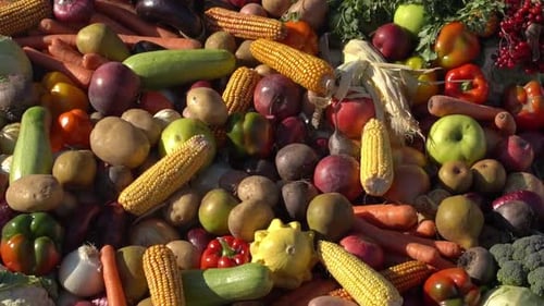 Hintergrund der Ernte von Herbstgemüse und Obst auf dem Bauernhof