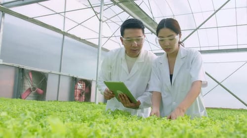 Scientist working in hydroponic greenhouse farm