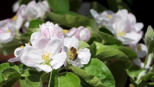 Bee Collects Nectar From Apple Tree Blossoms Against Backdrop of Green Leaves