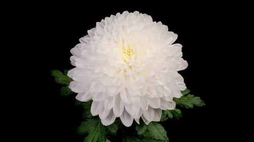 Elegant White Pompom Mum Flower on Black Background