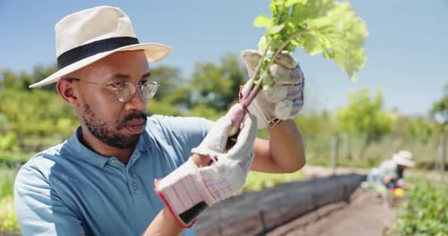 Farm, inspection and black man with vegetable for growth, sustainability and harvesting crops