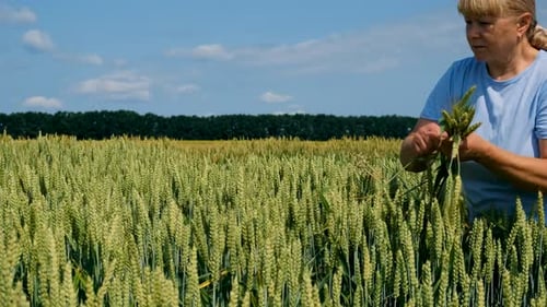 a Farmer Walks Through a Wheat Field Selective Focus