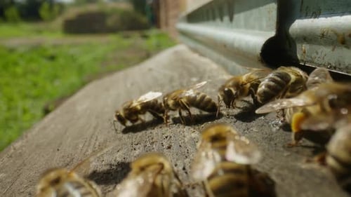 Bees Fly Up to the Hive in the Apiary Land on the Notch and Crawl