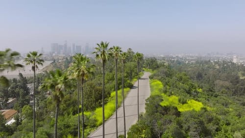 Drone Flying Fast Above Road Lined By Tall Green Palm Trees Palms in Sunrise LA