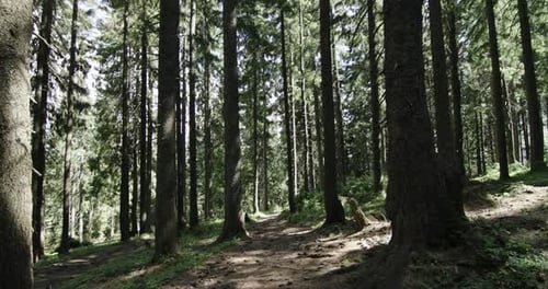 Serene Forest Path in Lush Woodland