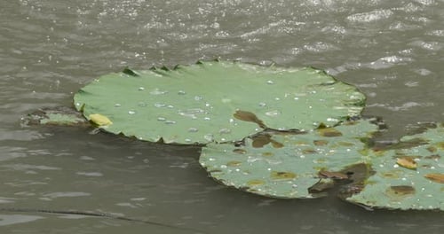 A large green lotus leaf floating in a serene natural pond with gentle ripples and a soft breeze. Ca