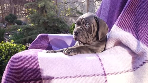 Wrinkly Puppy Lounges on Purple Plaid Blanket