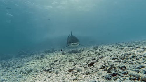 Close Encounter with Tiger Shark in Fuvahmulah, Maldives