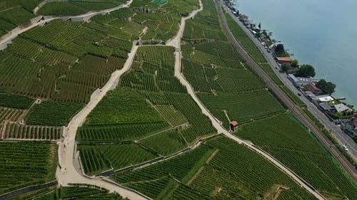Drone reveal shot of vineyards in Lavaux with the beautiful Lake of Geneva in Switzerland.