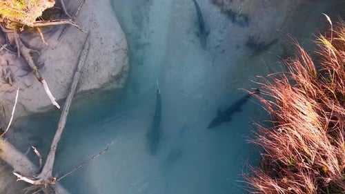 Chinook salmon swimming and wading in a clear, shallow Michigan stream during peak spawning season