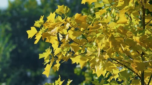 Érable jaune debout sur fond de forêt verte. Gros plan du balancement du feuillage coloré