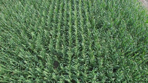 Maisfeld aus der Luft