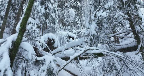 Winter Wonderland An Enchanting SnowCovered Forest Scene of Winters Beauty and Calmness