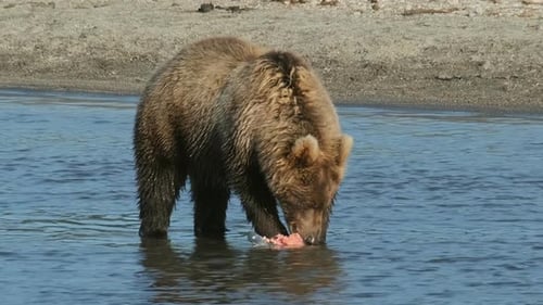 Brown Bear Eating Salmon