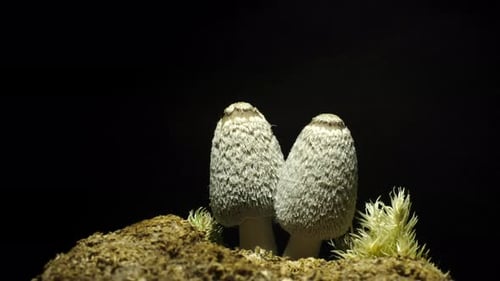 Time-Lapse Footage of Two Mushrooms Growing in Dirt