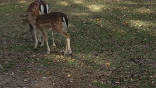 Whitetail spotted young deer walks with her cub through the forest in search of food slow motion