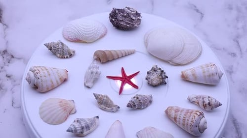 Collection of assorted shells rotating on a turntable.