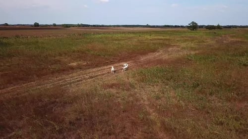 Landscape aerial view of three Dogo Argentino dogs running on a field