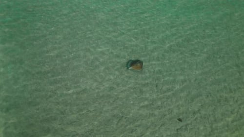 Solitary stingray gliding through shallow emerald ocean water
