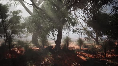Golden Sunlight Rays Through Forest Trees