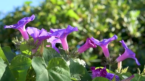 Blick auf Schneeglöckchen, die sich mit dem Wind bewegen, und verschwommener Hintergrund an sonnigen Tagen. Convolvulus-Blume