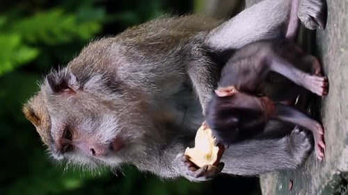 Mother Monkey Caring For Baby While Eating Outdoors