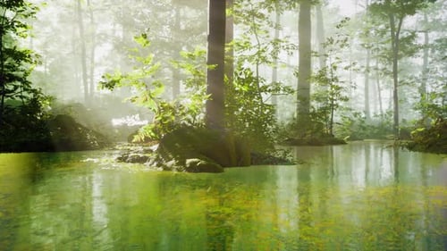Pond in a Forest with Fog