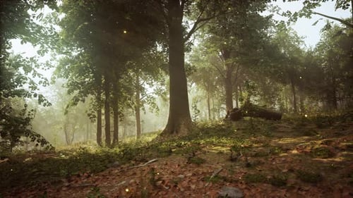 A Forest Filled with Lots of Trees and Leaves