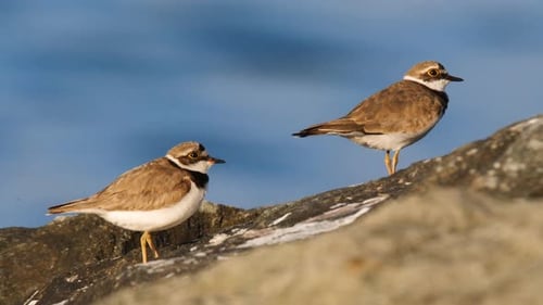 Shorebirds Standing on Rocky Coastline by the Ocean