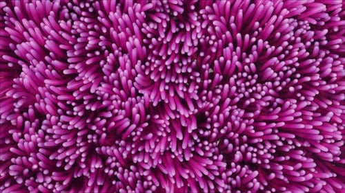 Abstract Pink Organic Forms Wiggling Motion Background