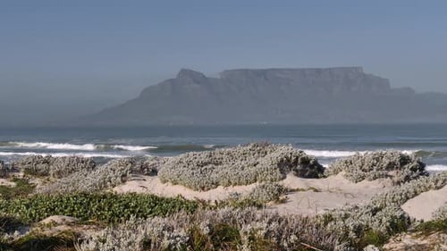 Hearty low shrubs grow on sandy Cape town beach, Table Mountain beyond