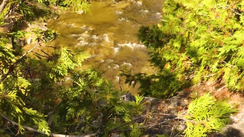 Sanftes, kaskadierendes Flusswasser im Hintergrund mit dem Fokus auf immergrünen Ästen aus nächster Nähe.