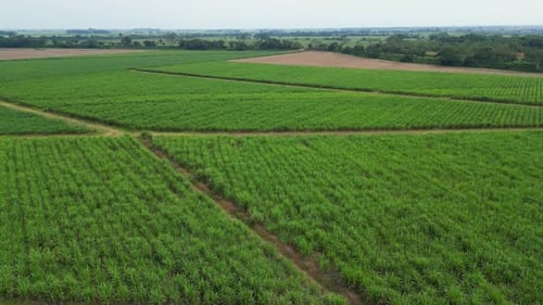 Vast Aerial View of Green Cropland Fields and Agricultural Rows