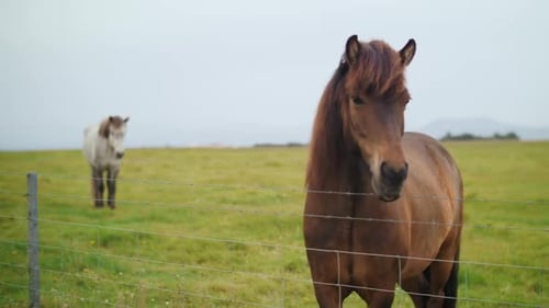 Icelandic Horse Standing in Green Pasture Behind Wire Fence