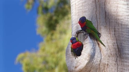 Lorikeet Parrots Nesting Together in Tree Hollow