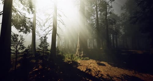 Mysterious Forest with Sunlight Breaking Through Trees at Early Morning