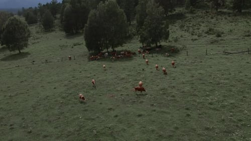 Luftaufnahmen einer weidenden Rinderherde auf der grünen Wiese in der Altai-Gebirgsregion