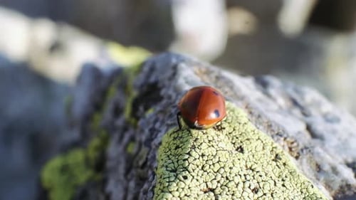 Ladybug walking on the rock. slow motion. 4K.